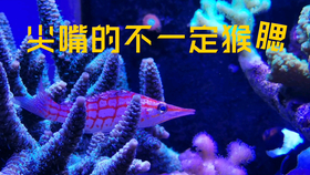 王中王7623了，王中王7623，揭秘背后的故事
