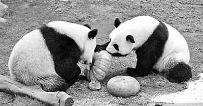 香港四不像資料圖 正版，香港四不像正版資料圖公開(kāi)