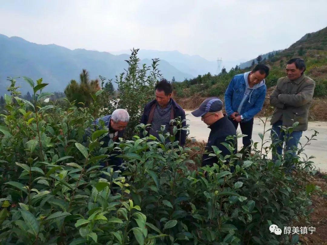 揭秘精準一肖預測，揭秘背后的秘密與真相，揭秘精準生肖預測背后的真相與秘密