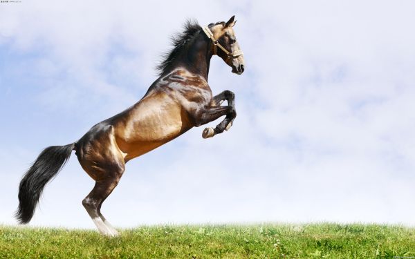 香港馬資料更新最快的——最新動態(tài)與熱點解析，香港馬匹最新動態(tài)與熱點解析，資料更新速遞