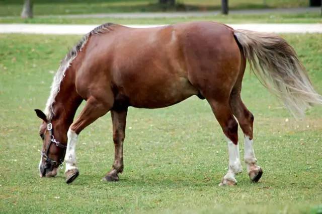 揭秘澳門馬資料第四期，深度解析結(jié)果背后的秘密，澳門馬資料第四期深度解析，揭秘結(jié)果背后的秘密