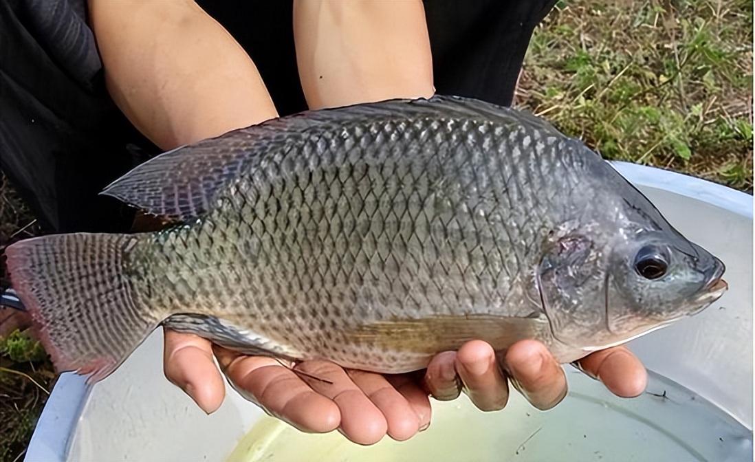澳門特馬今晚開獎結 非洲鯽魚可以放在觀賞魚一起養(yǎng)嗎，澳門特馬今晚開獎結果與非洲鯽魚共養(yǎng)問題解析