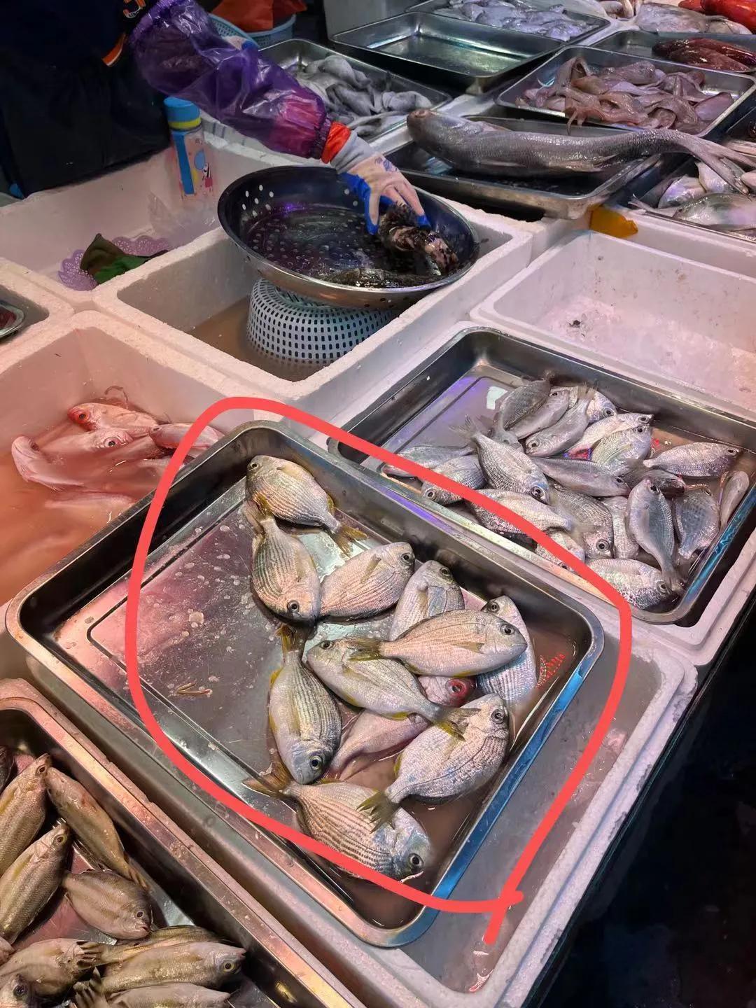 香港資料深度解析，聚焦中特的獨特魅力，香港深度解析，聚焦中特的獨特魅力