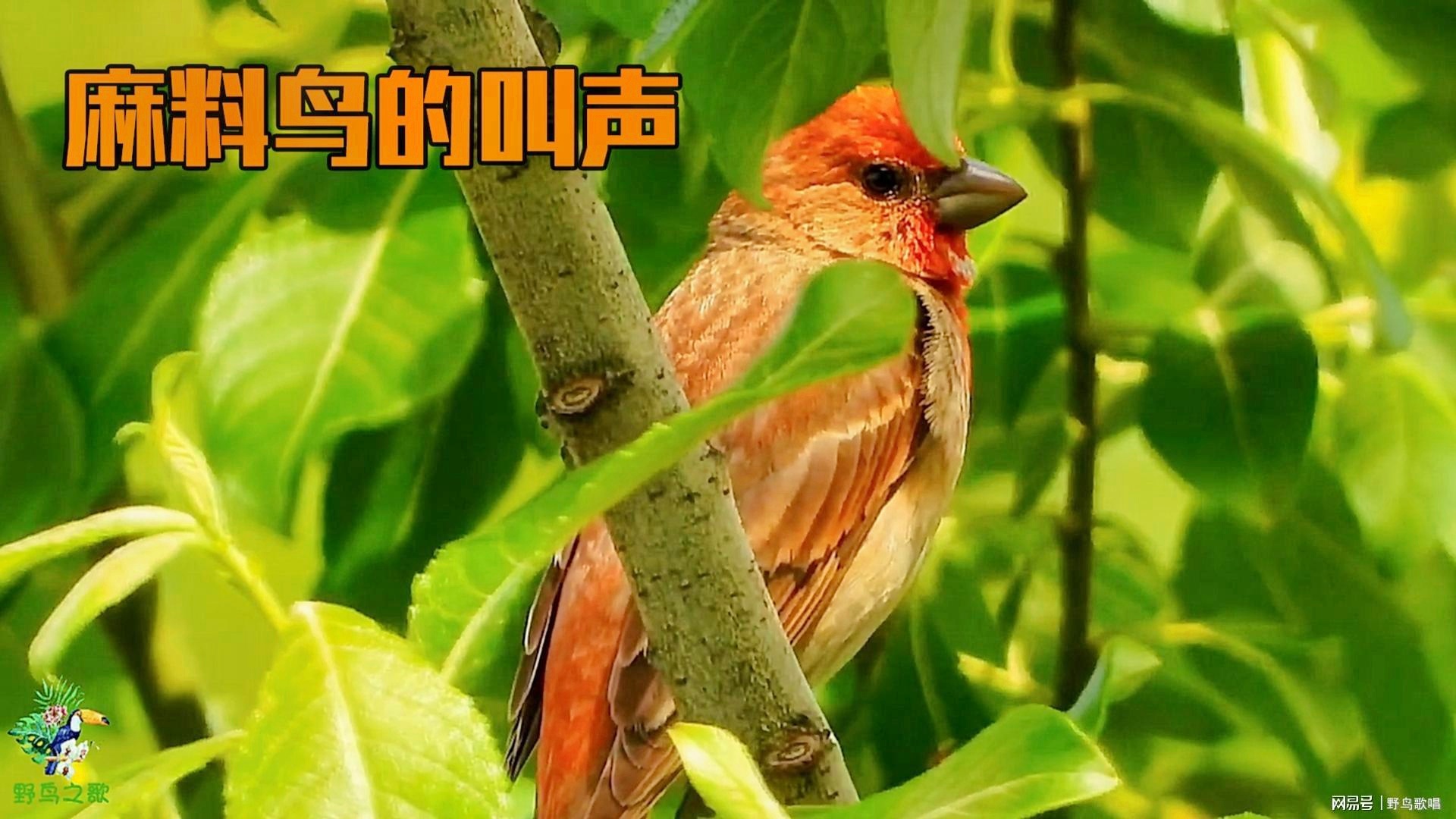 wangxiuxing 第2頁