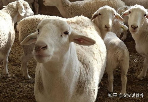 今天晚上澳門三肖兔羊蛇，澳門今晚三肖兔羊蛇揭曉幸運(yùn)號(hào)碼