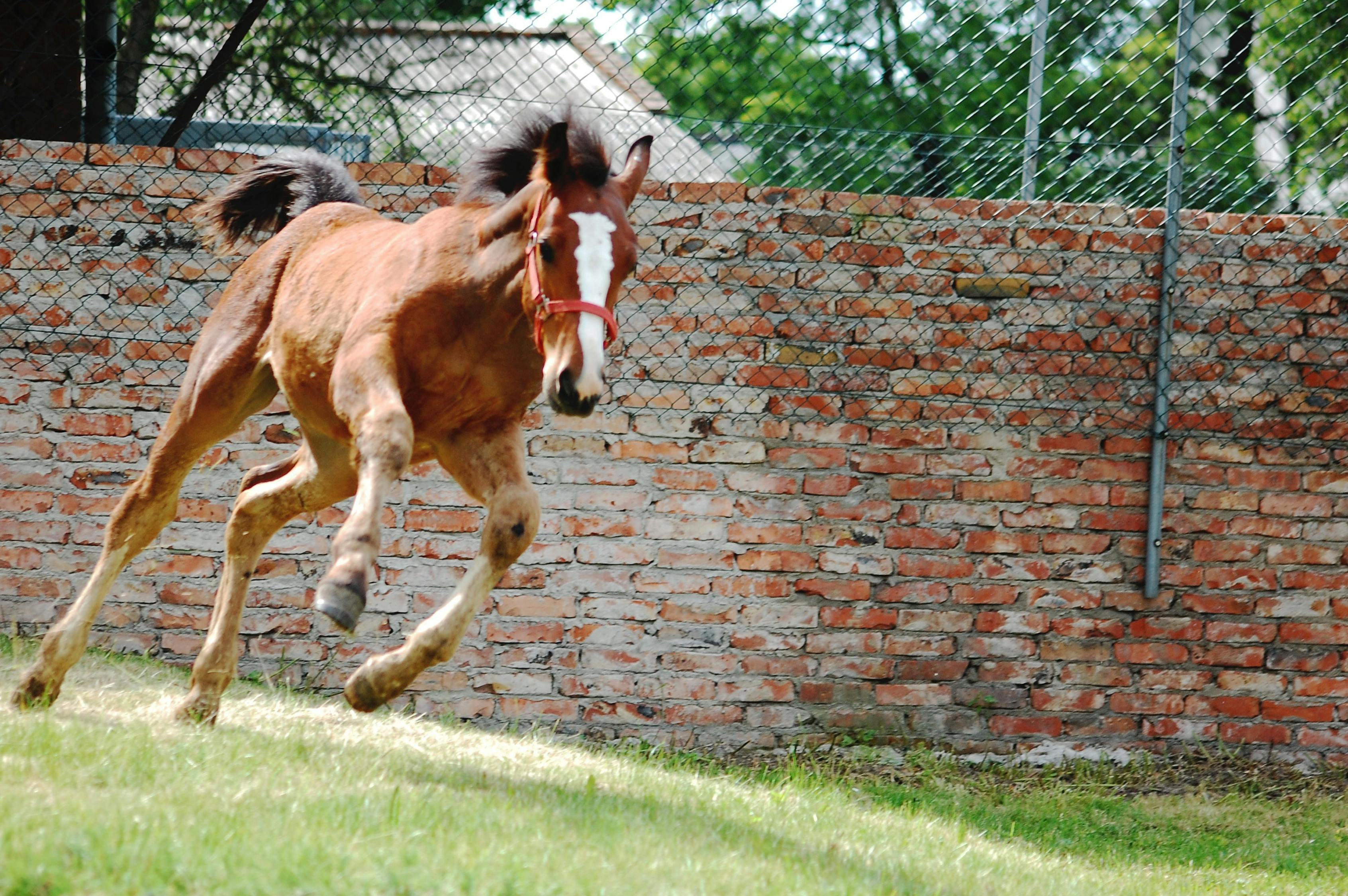 今晚出了什么特馬肖?，今晚特馬肖揭曉結(jié)果